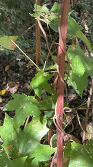 Acer floridanum