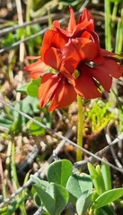 Indigofera procumbens