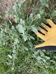 Heliotropium europaeum