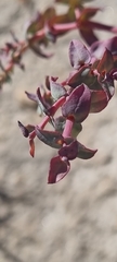Euphorbia astyla