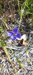 Gentianopsis