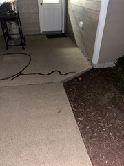 Pantherophis ramspotti