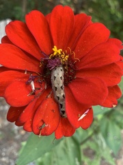 Spodoptera latifascia