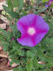 Ipomoea stans