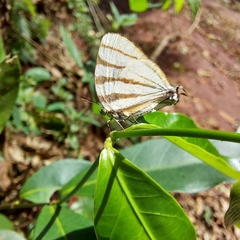 Arawacus separata