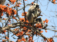 Semnopithecus schistaceus