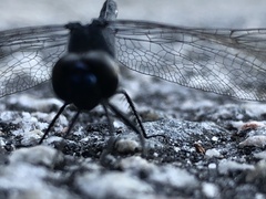 Erythrodiplax berenice