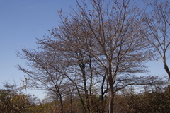 Combretum