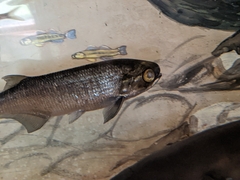 Hiodon alosoides