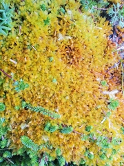 Sphagnum compactum