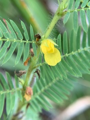 Chamaecrista nictitans aspera