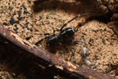Liophrurillus flavitarsis