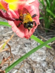 Xylocopa virginica