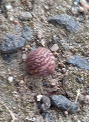 Kokkocynips imbricariae