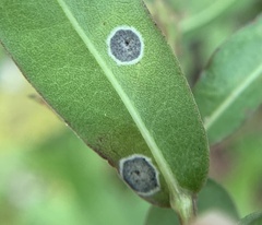 Botryosphaeria dothidea