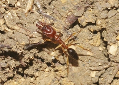 Odontomachus insularis