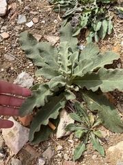 Verbascum sinuatum
