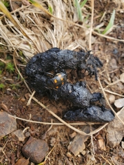 Nicrophorus defodiens