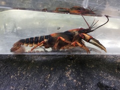 Cambarus scotti