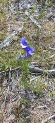 Gentianopsis