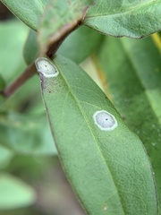 Botryosphaeria dothidea