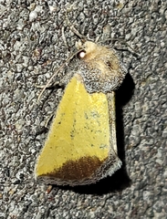 Stiria blanchardi