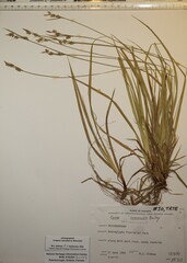 Carex communis communis