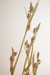 Carex communis communis
