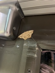 Prochoerodes lineola