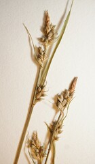 Carex communis communis