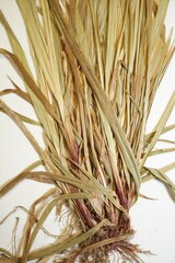 Carex communis communis
