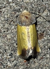 Stiria blanchardi