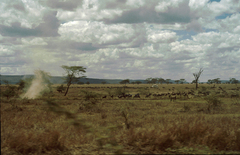 Equus quagga