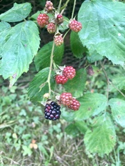 Rubus caesius