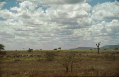 Equus quagga