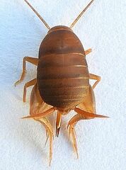 Myrmecophilus pergandei