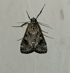 Loxostege allectalis