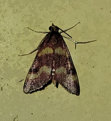 Pyrausta tyralis