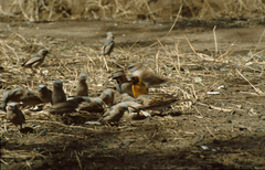 Pseudonigrita arnaudi