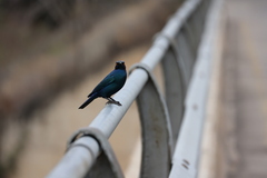 Lamprotornis chalybaeus