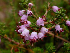 Erica manipuliflora