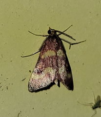 Pyrausta tyralis