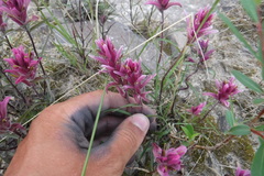 Castilleja elegans