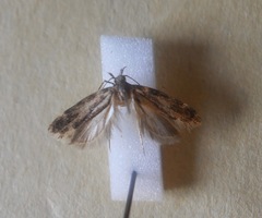 Chionodes bicostomaculella