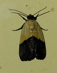 Ponometia semiflava
