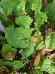 Campanula rapunculoides