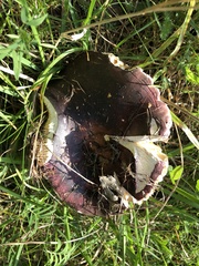 Russula sanguinea