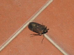 Hemiptera