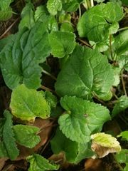 Campanula rapunculoides