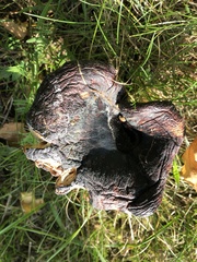Russula sanguinea